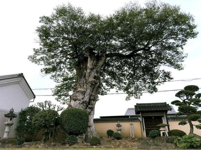 大きな椋の木の下で 2024